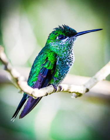 A Green Hummingbird - TryPaint