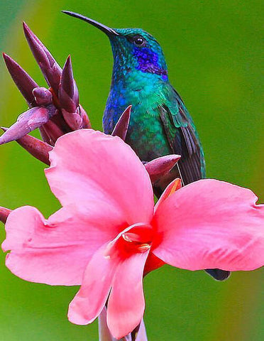 Hummingbird & Flower - TryPaint