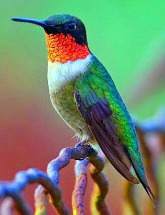 A Green Hummingbird - TryPaint