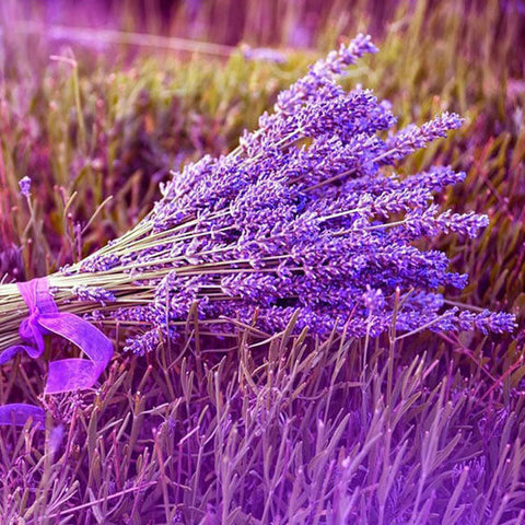 Bouquets Of Lavender - TryPaint