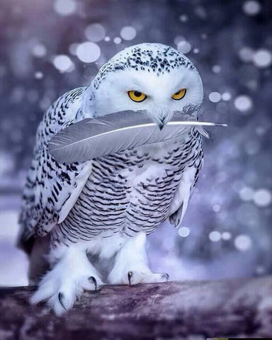Winter Feather Owl - TryPaint