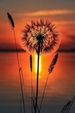 Sunset Lake Dandelion