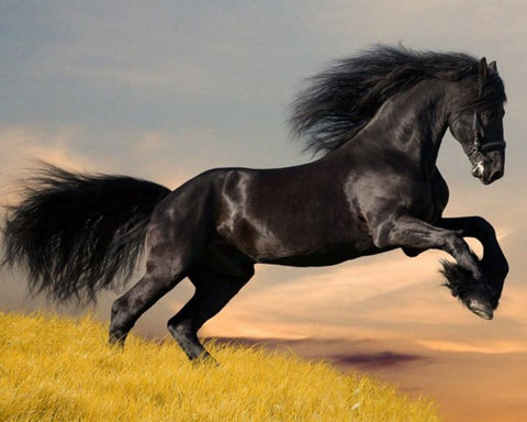 Black Horse - TryPaint