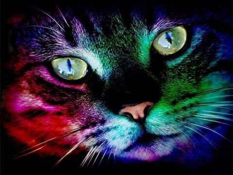 Colorful Cat Face
