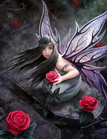 Black Fairy Rose