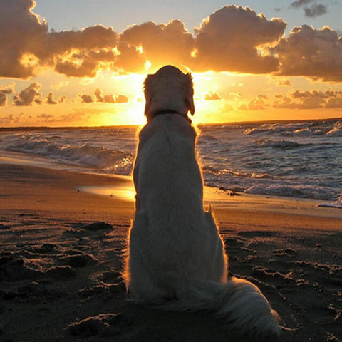 Sunset Beach Dog