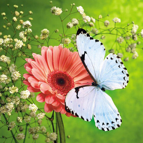 Beautiful White Butterfly On Pink Flower - TryPaint