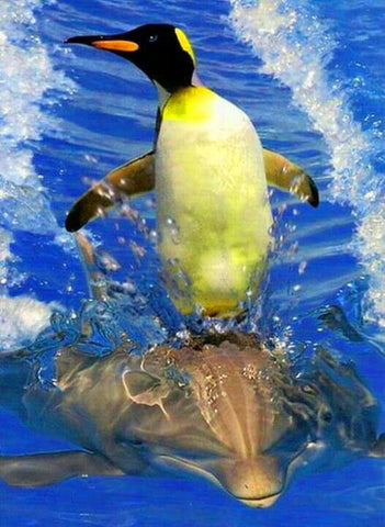 A Penguin on the  Dolphin - TryPaint