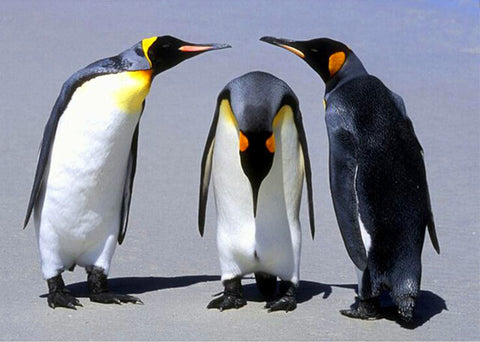 Three Penguins - TryPaint