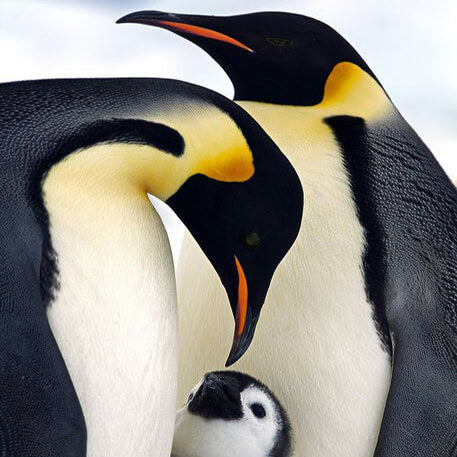 Family Of Penguin - TryPaint
