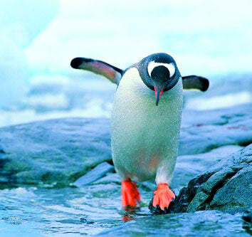 Penguin Walking on Ice - TryPaint