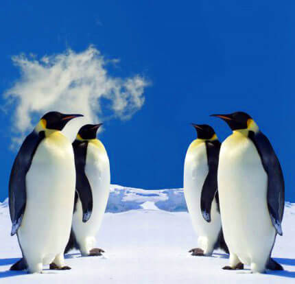 Four Penguins On Ice Facing Each Other - TryPaint