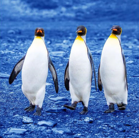 Three Proud Penguins - TryPaint