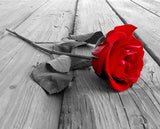 Red Rose Love