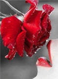 Red Rose Kissing