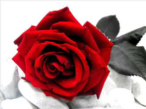 Red Rose Flower