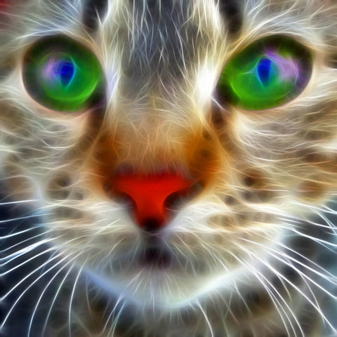Fractal Colorful Cat