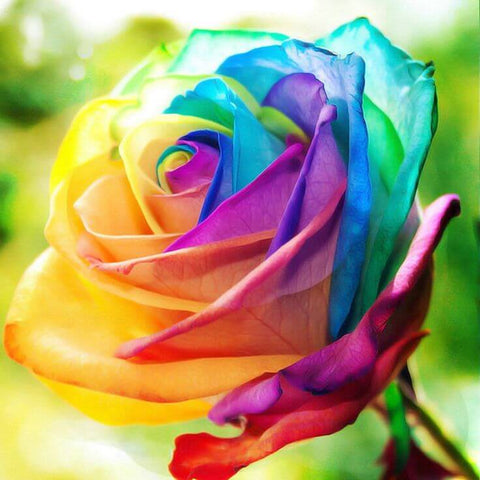 Rainbow Colorful Rose