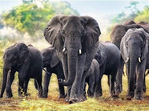 5D African Elephants - TryPaint