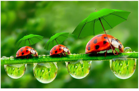 Ladybugs Waterdrop - TryPaint