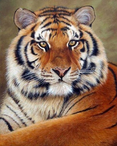 Tiger Animals - TryPaint