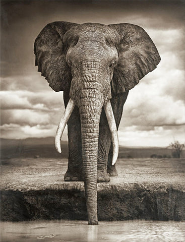African Elephant Animal Art - TryPaint
