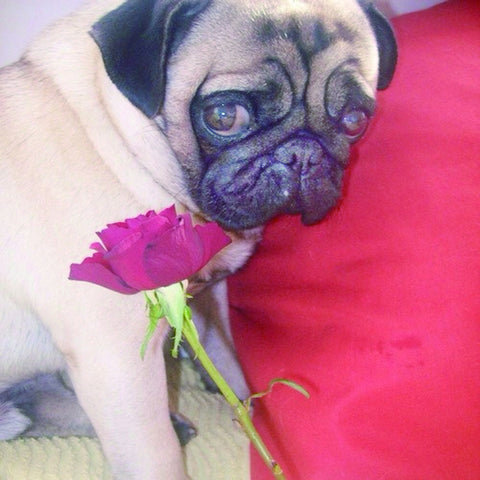 Pug Dog And Rose - TryPaint
