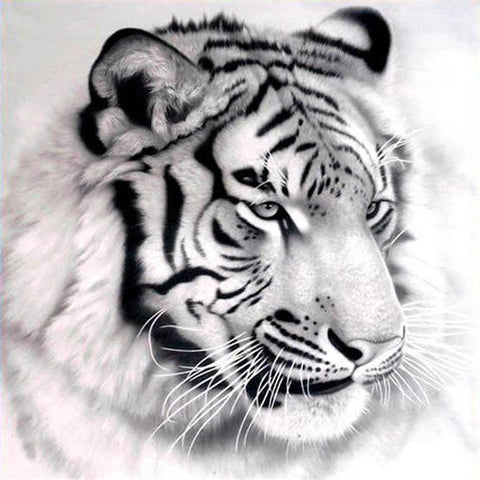 Black And White Tiger - TryPaint