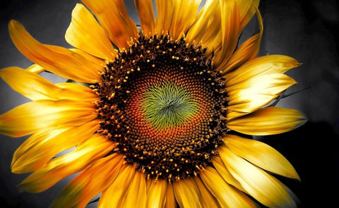 Big Drying Sunflower - TryPaint