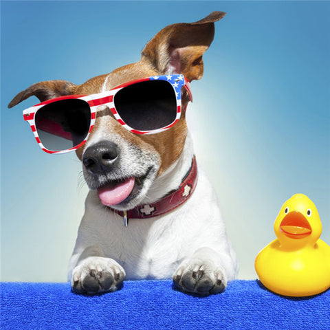 Swimming Dog & Yellow Duck - TryPaint